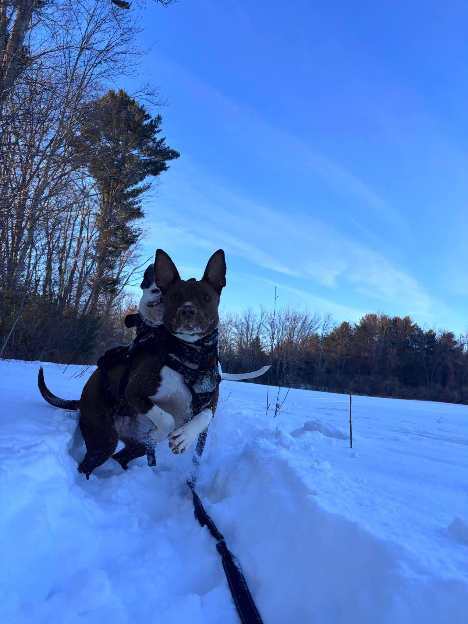 Enlarge Betty, a Adoptable mixed breed in Portland, ME image 2/6