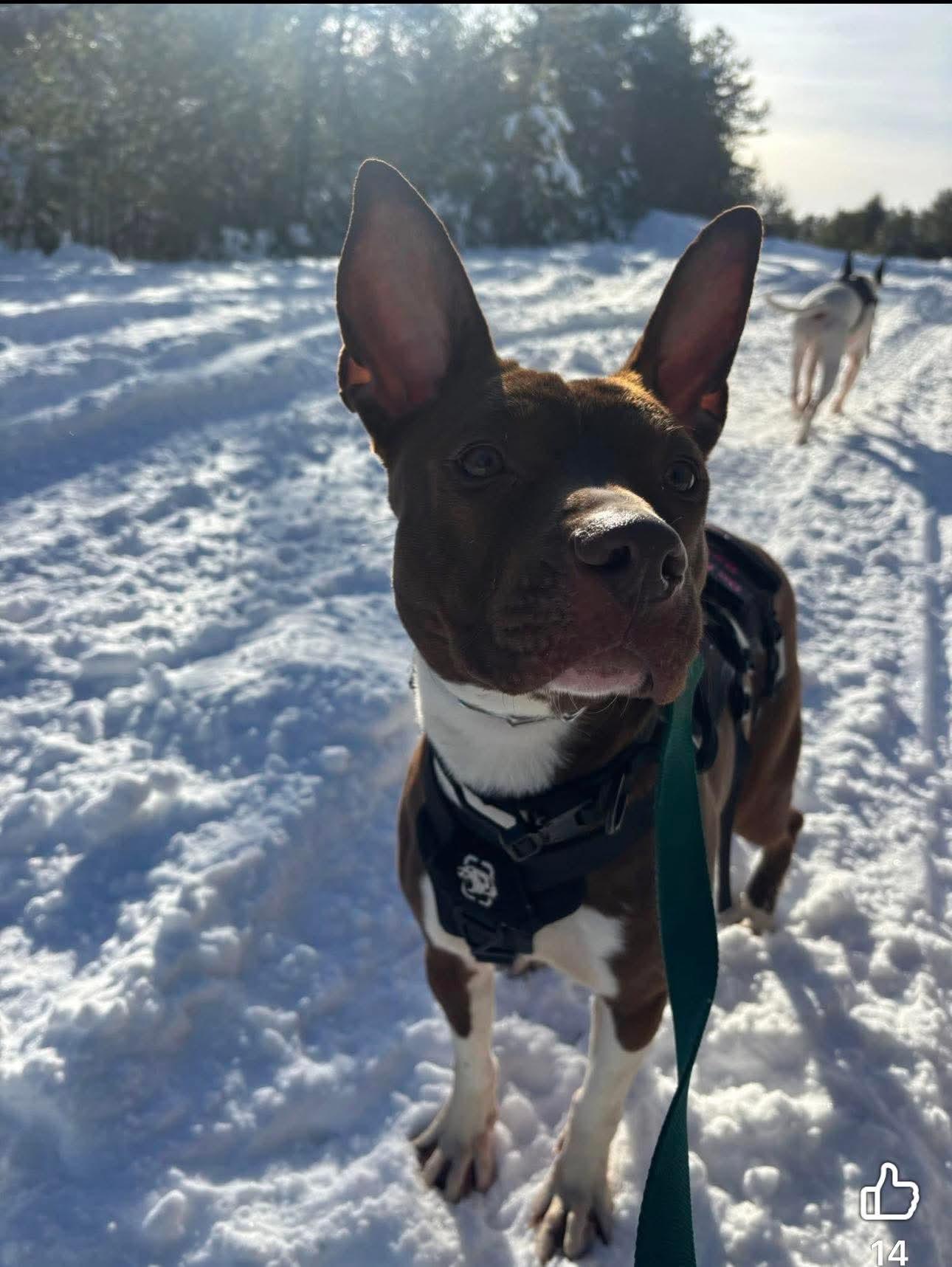 Enlarge Betty, a Adoptable mixed breed in Portland, ME image 6/6