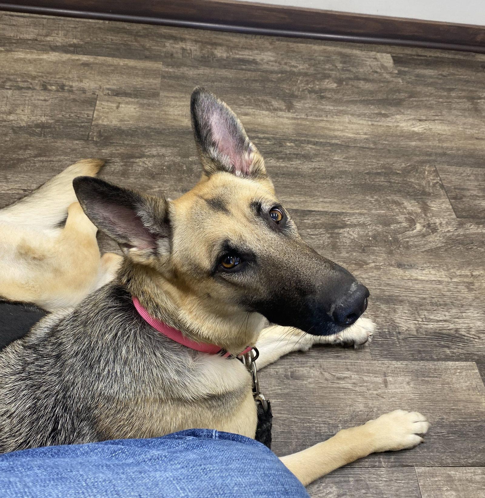 Enlarge ZCL-D-Angel, a Adoptable German Shepherd Dog in Horn Lake, MS image 1/3