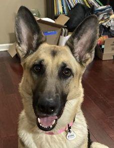ZCL-D-Angel, Adoptable, Young Female German Shepherd Dog.