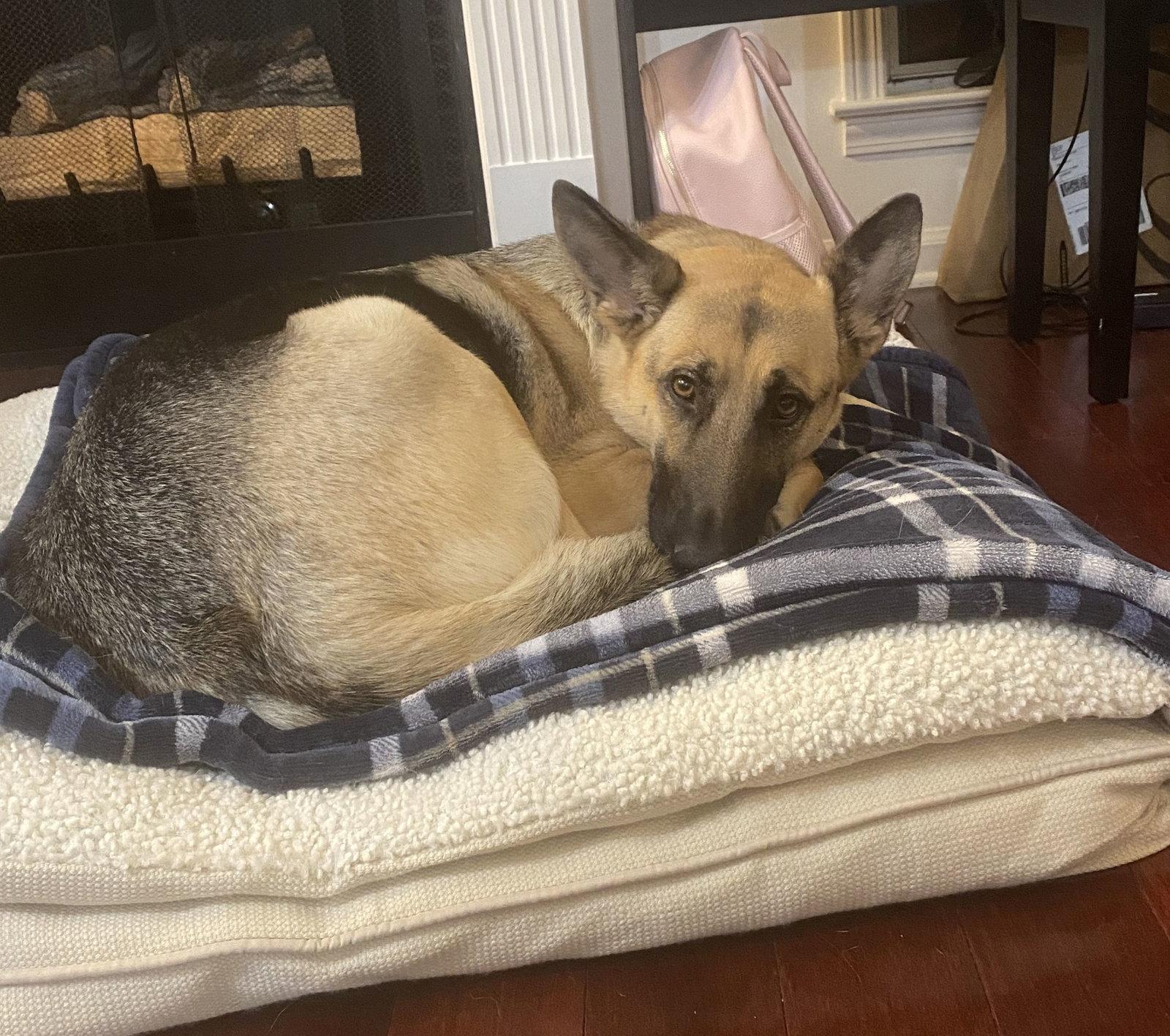 Enlarge ZCL-D-Angel, a Adoptable German Shepherd Dog in Horn Lake, MS image 2/3