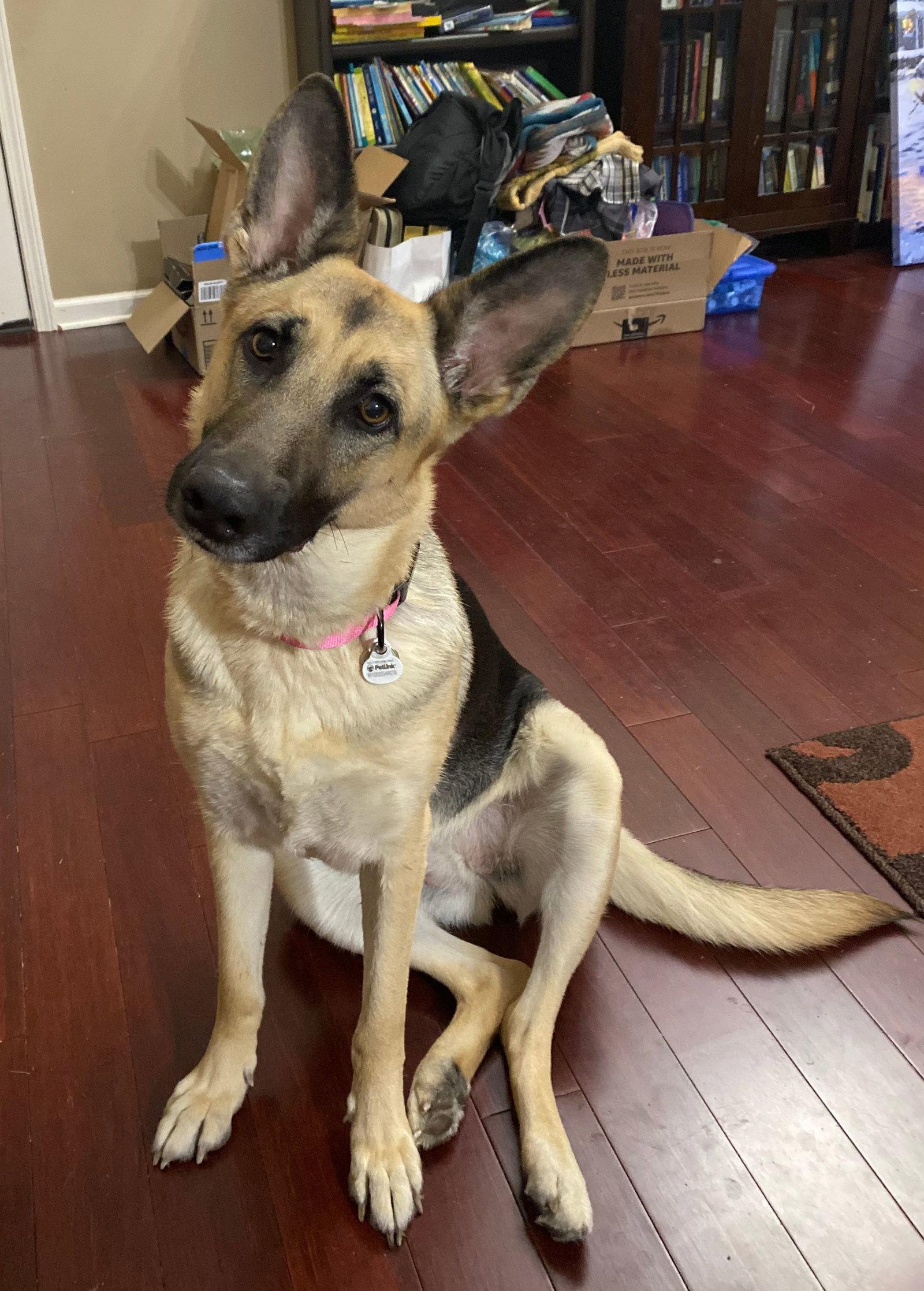 Enlarge ZCL-D-Angel, a Adoptable German Shepherd Dog in Horn Lake, MS image 3/3