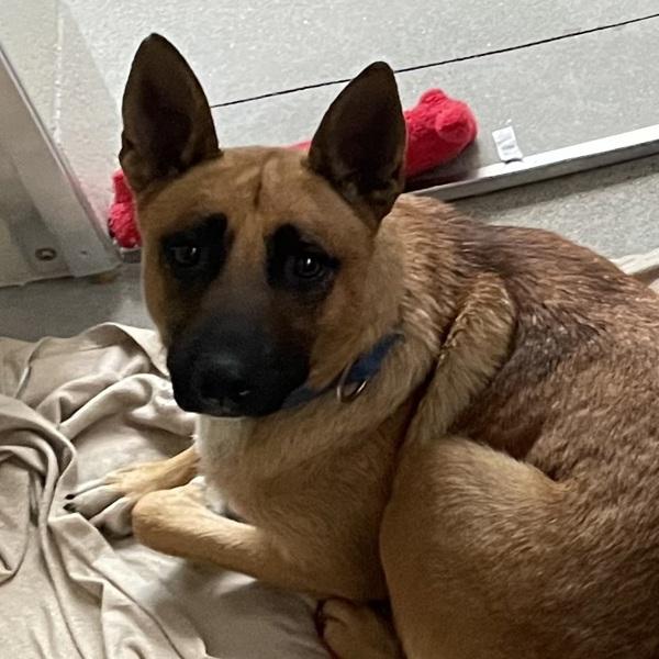 Enlarge Lupe, a Adoptable mixed breed in El Cajon, CA image 1/1