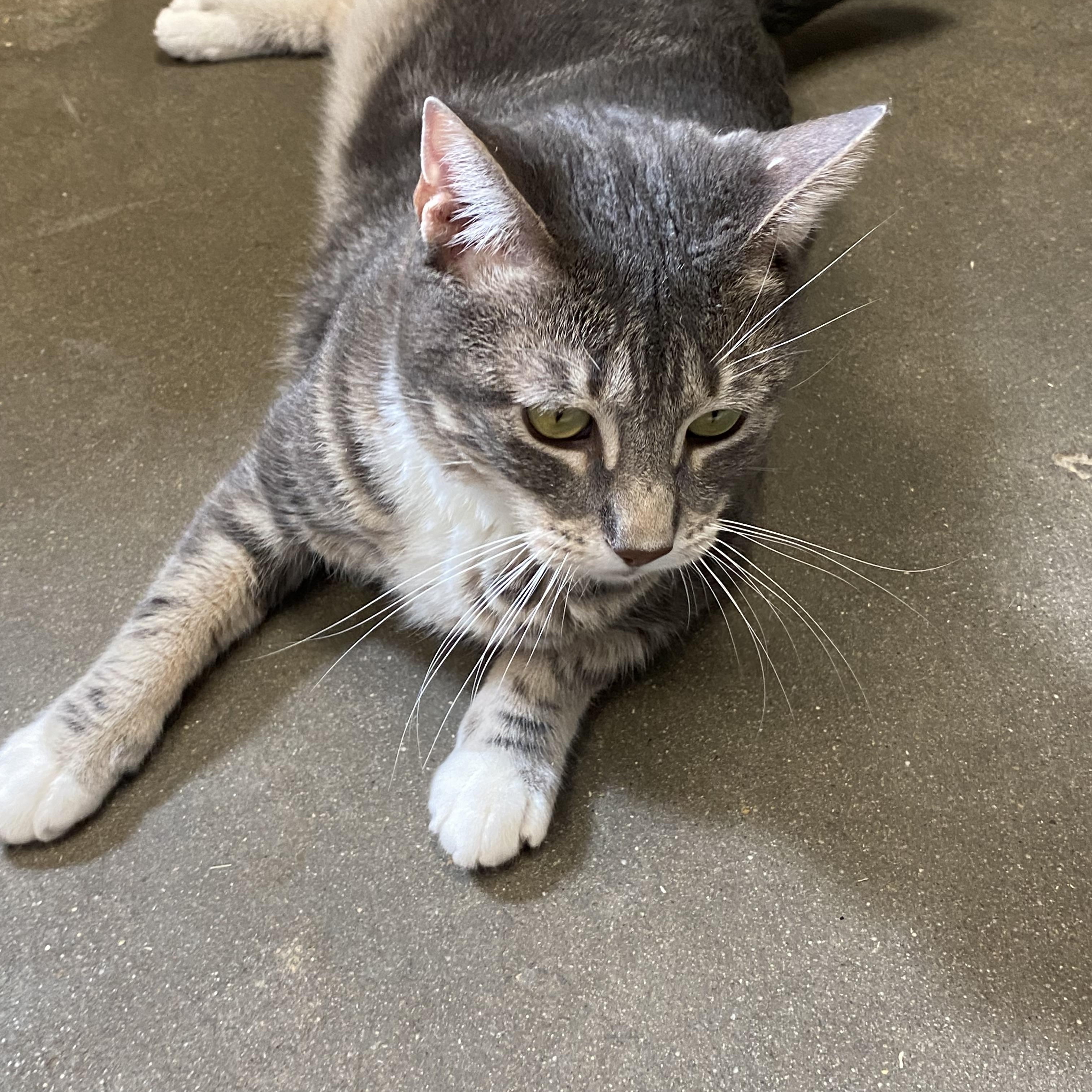 Broken Tail Kitty, a Adoptable Domestic Short Hair in Somerset, NJ image 5/5