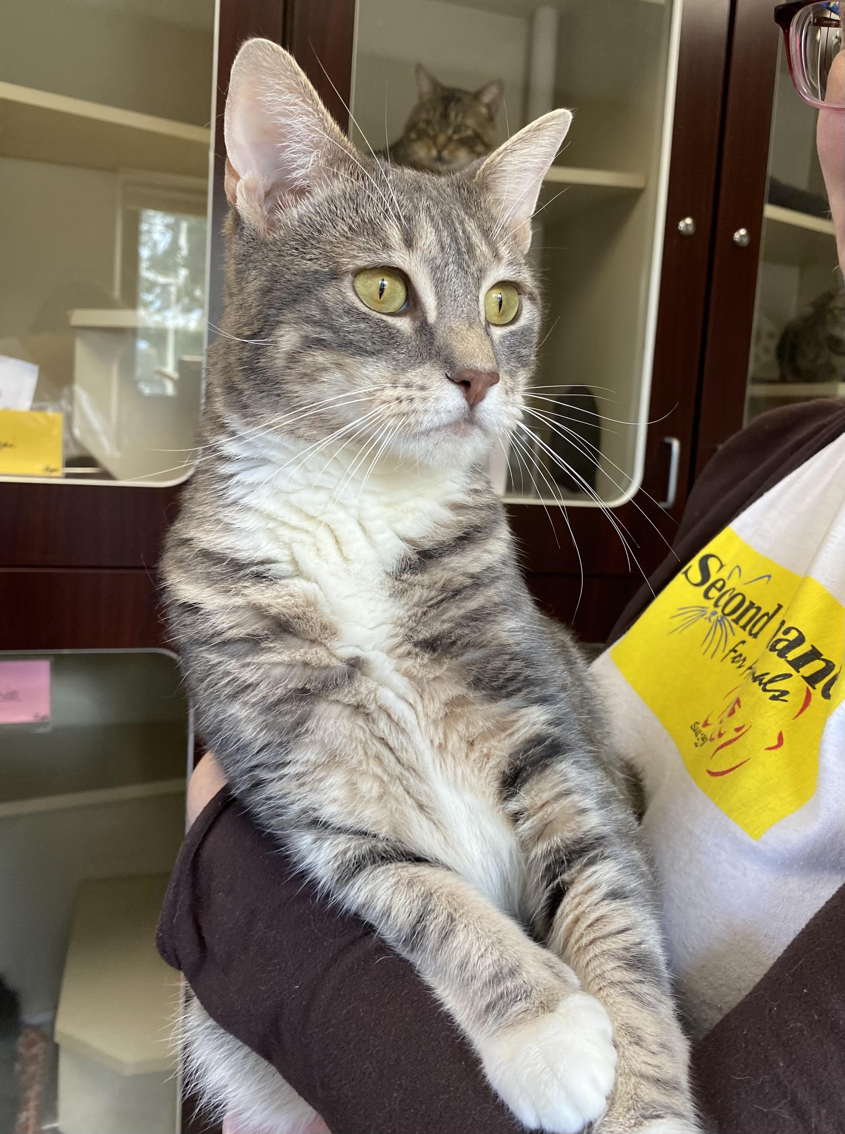 Broken Tail Kitty, a Adoptable Domestic Short Hair in Somerset, NJ image 2/5