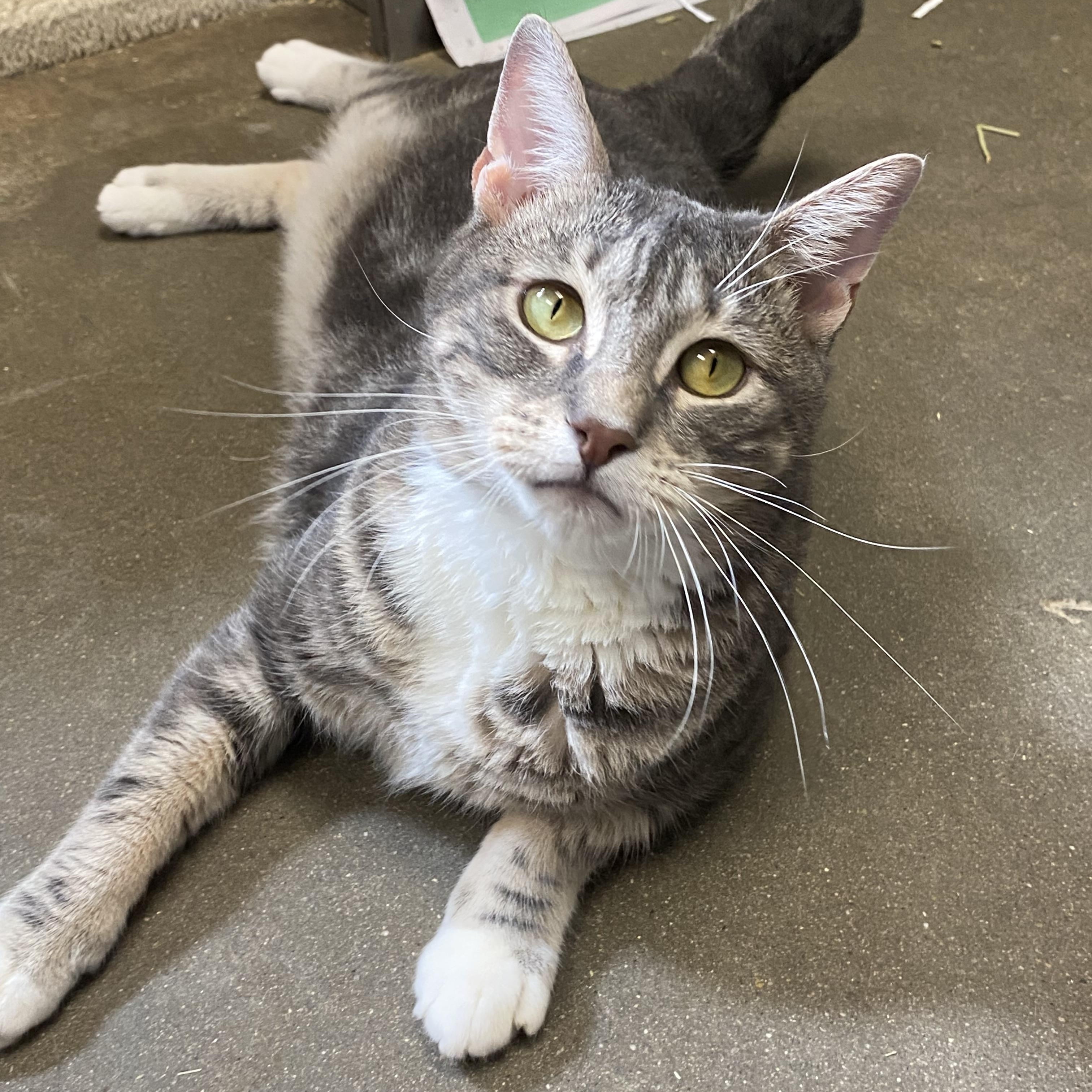 Broken Tail Kitty, a Adoptable Domestic Short Hair in Somerset, NJ image 1/5