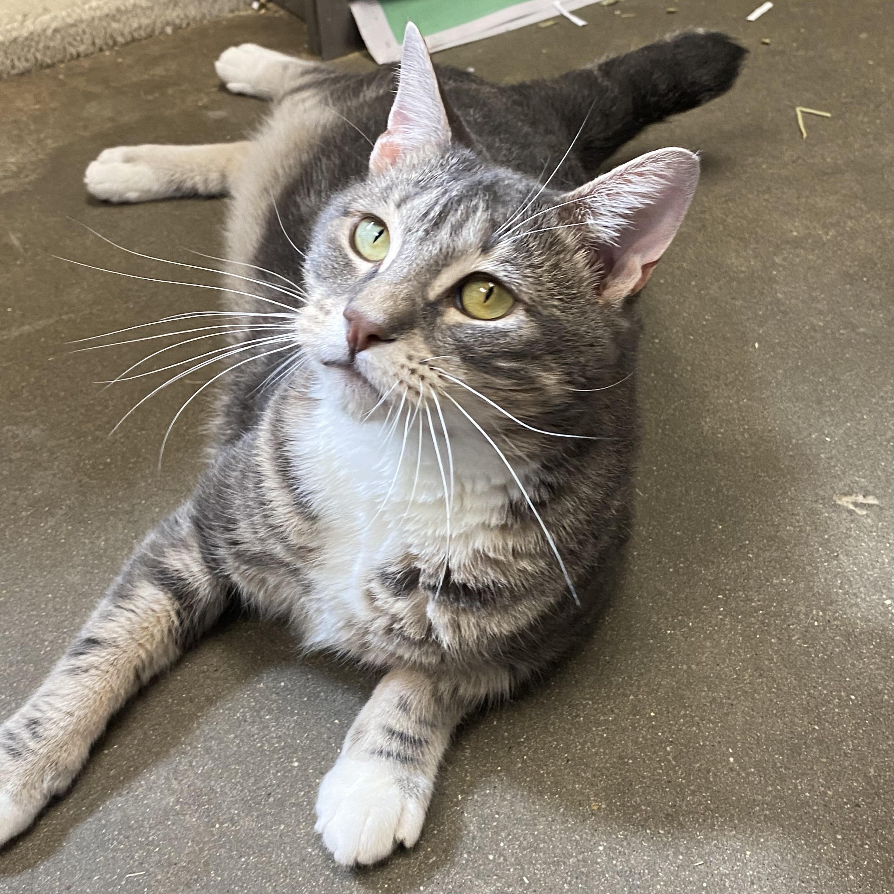 Broken Tail Kitty, a Adoptable Domestic Short Hair in Somerset, NJ image 3/5