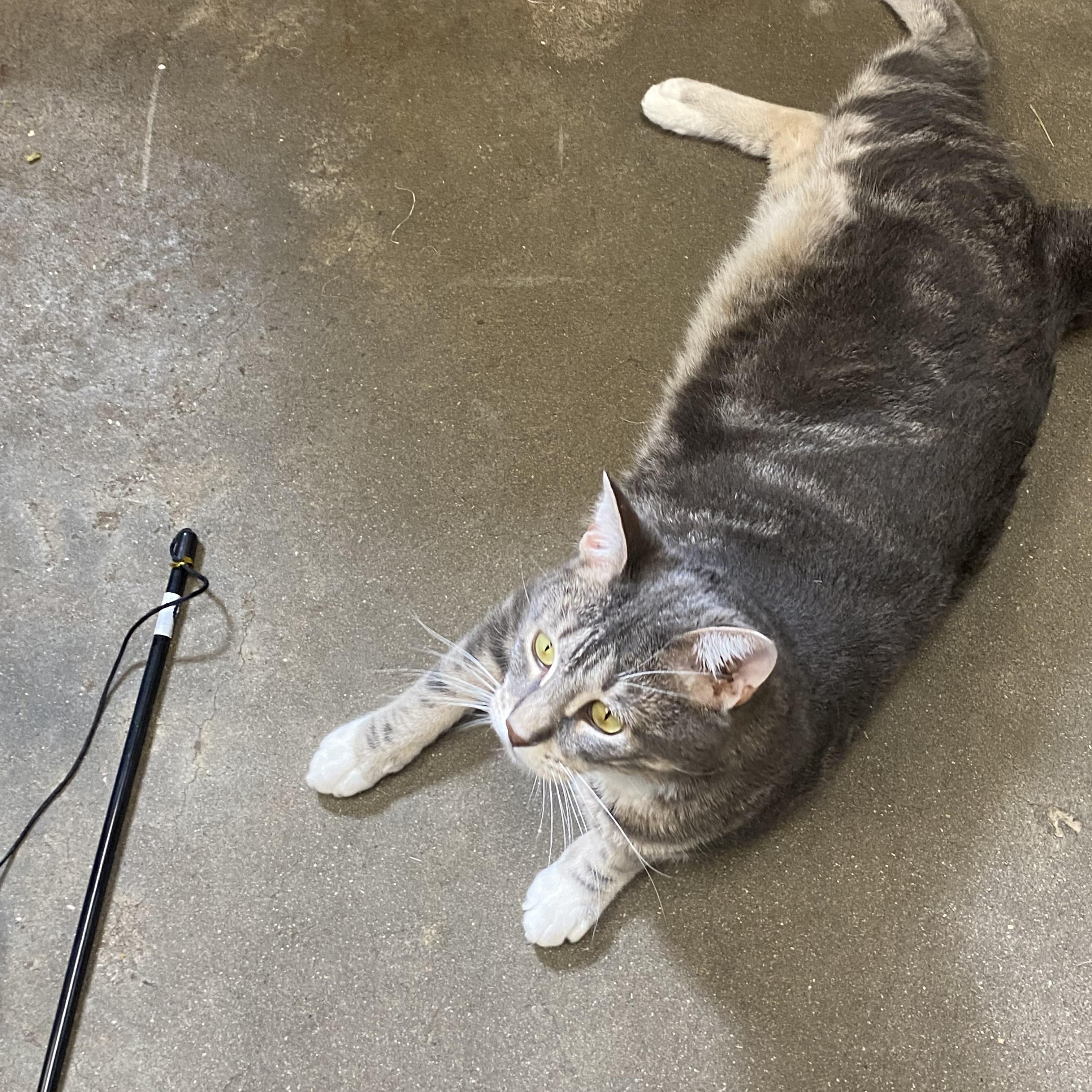 Broken Tail Kitty, a Adoptable Domestic Short Hair in Somerset, NJ image 4/5