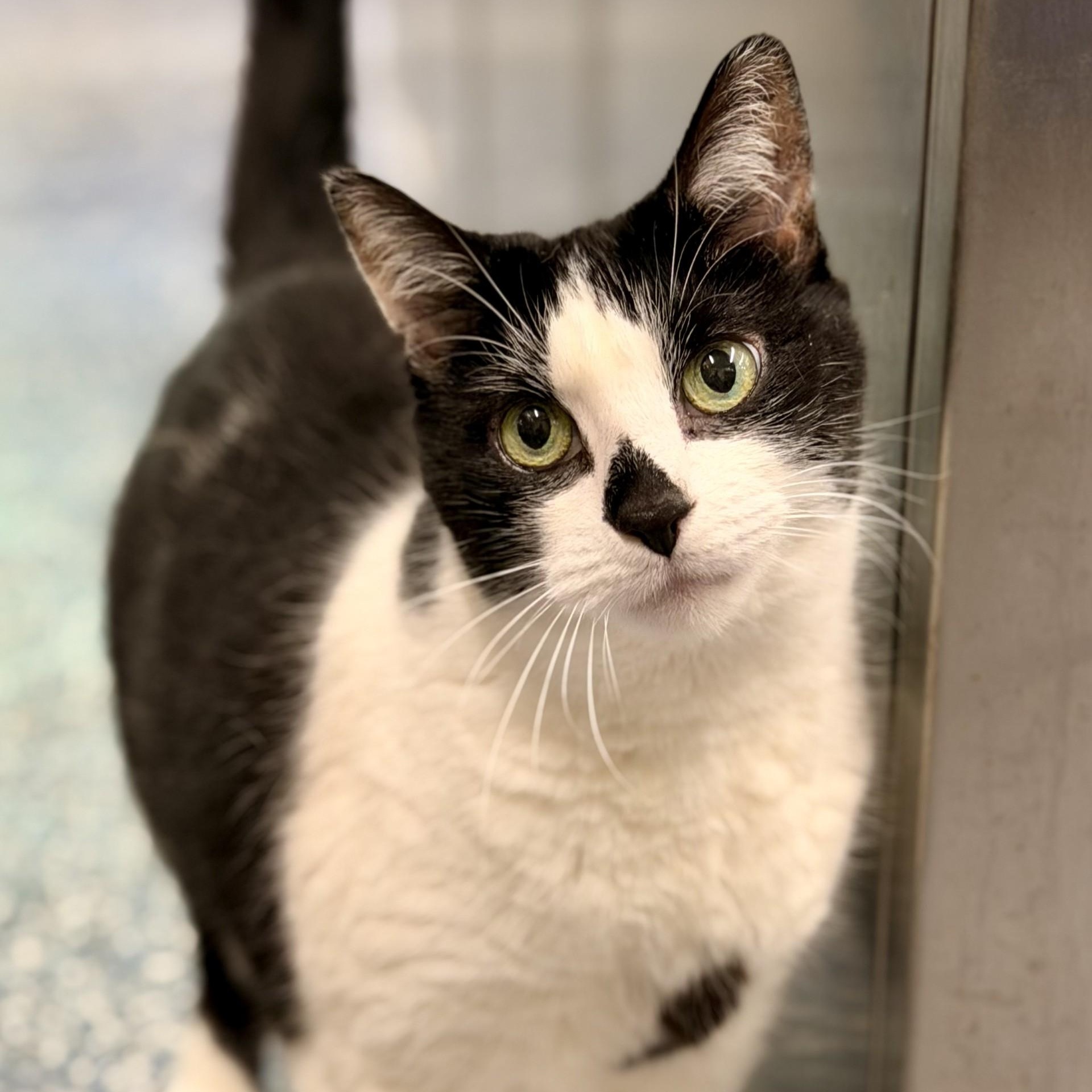 Sandy, adopted, Senior Female Domestic Short Hair.