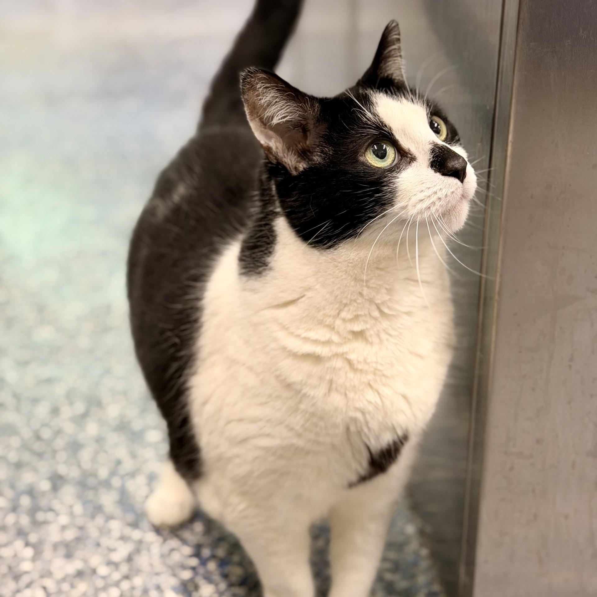 Enlarge Sandy, an adopted Domestic Short Hair in Jackson, NJ image 2/2