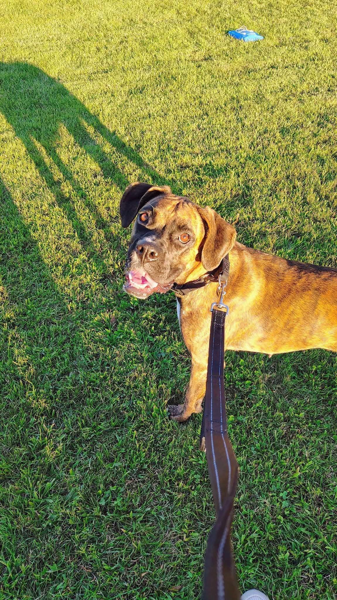 Astrid, Adoptable, Adult Female Boxer.