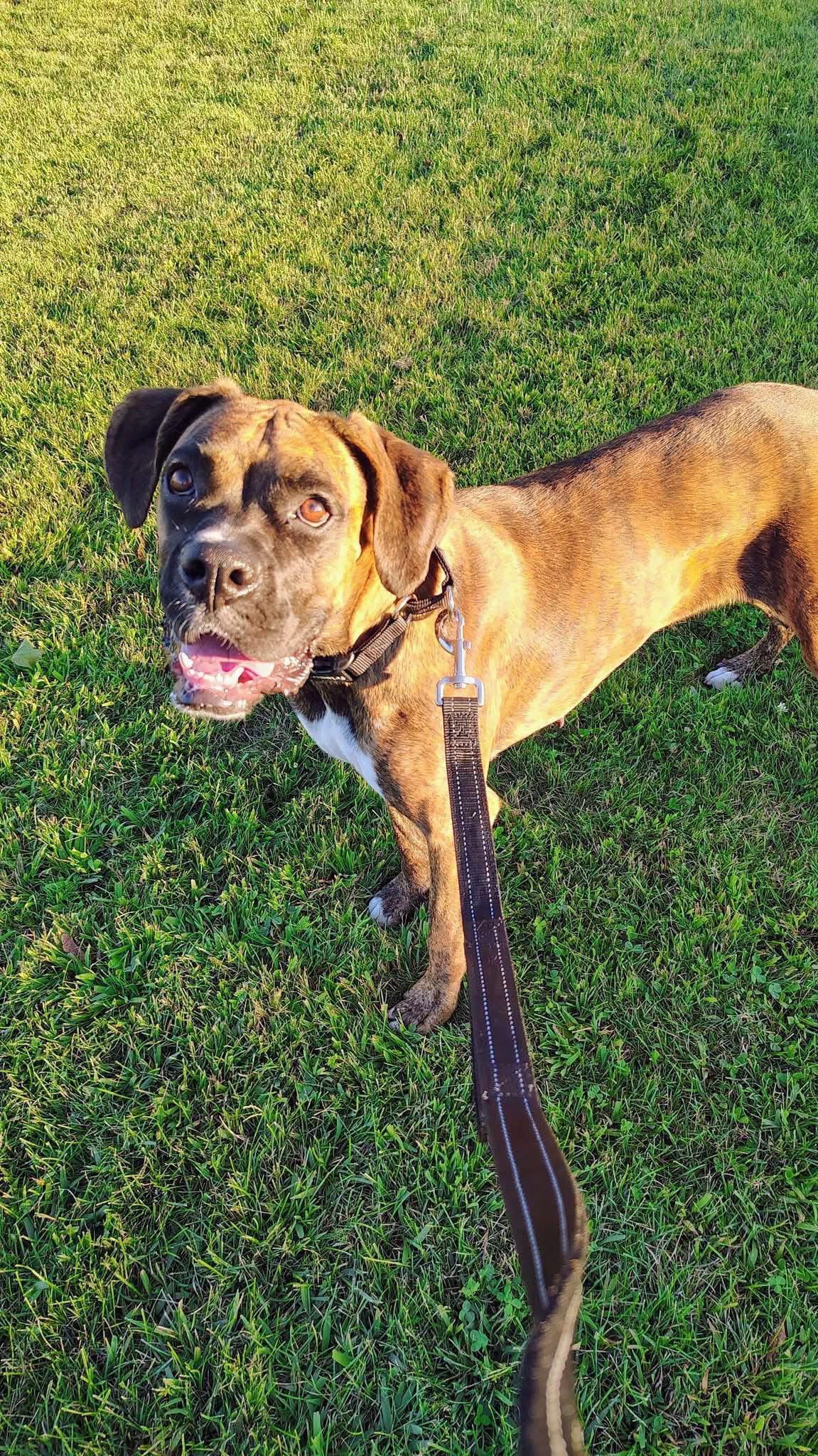 Enlarge Astrid, a Adoptable Boxer in New London, WI image 2/3