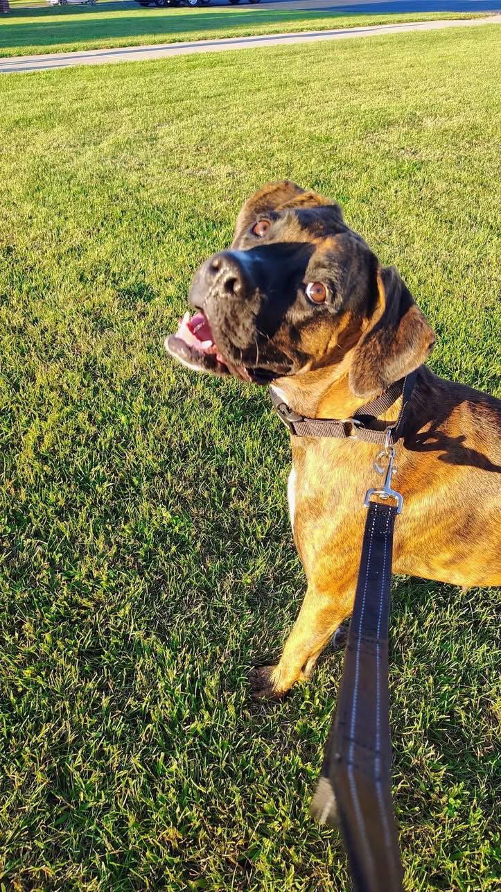 Enlarge Astrid, a Adoptable Boxer in New London, WI image 3/3