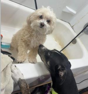 Enlarge Hattie (2 years old), a ADOPTABLE mixed breed in Albany, NY image 5/6