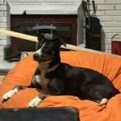 Enlarge Hattie (2 years old), a ADOPTABLE mixed breed in Albany, NY image 2/3