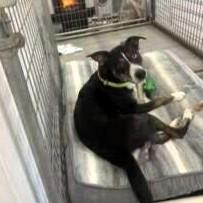 Enlarge Hattie (2 years old), a ADOPTABLE mixed breed in Albany, NY image 3/3