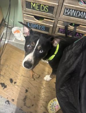 Enlarge Hattie (2 years old), a ADOPTABLE mixed breed in Albany, NY image 6/6