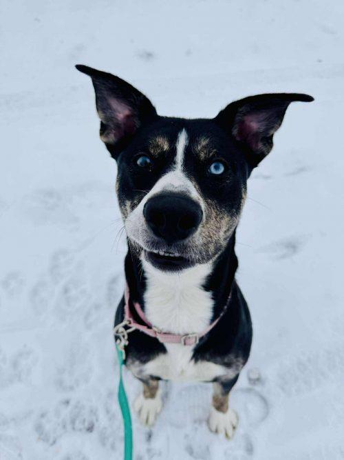 Hattie (2 years old), ADOPTABLE, Adult Female Pit Bull Terrier & German Shepherd Dog.