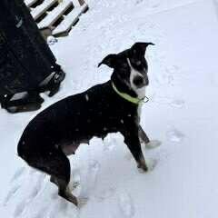 Enlarge Hattie (2 years old), a ADOPTABLE mixed breed in Albany, NY image 1/3