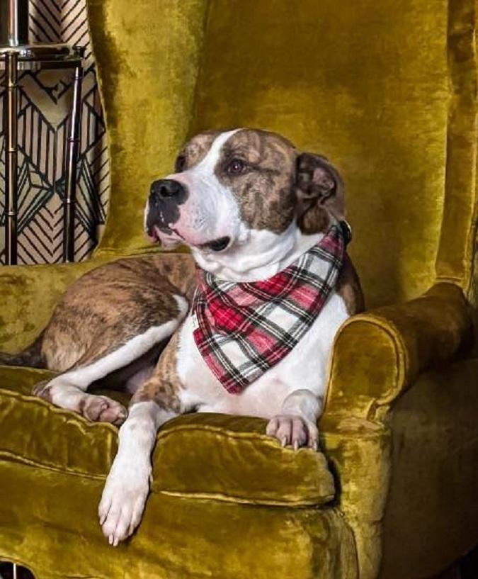 PHANTOM, a ADOPTABLE Terrier in Pegram, TN image 1/5