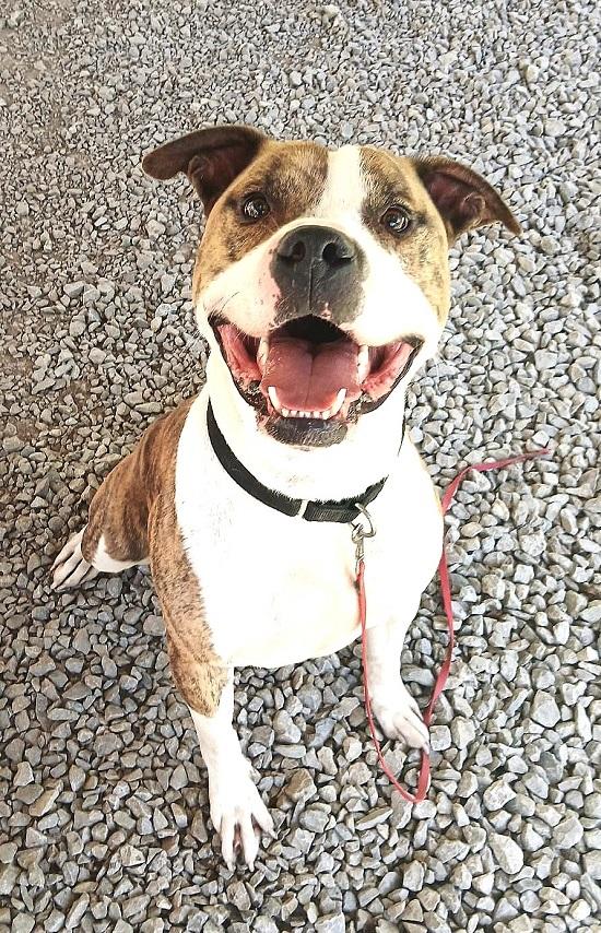 PHANTOM, a ADOPTABLE Terrier in Pegram, TN image 2/5