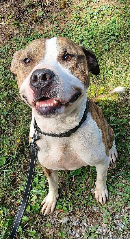 PHANTOM, a ADOPTABLE Terrier in Pegram, TN image 3/5