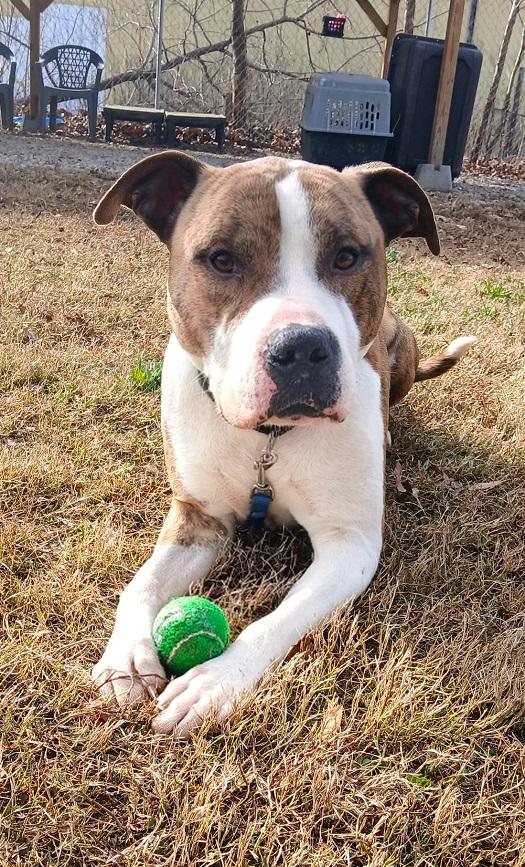 PHANTOM, a ADOPTABLE Terrier in Pegram, TN image 5/5