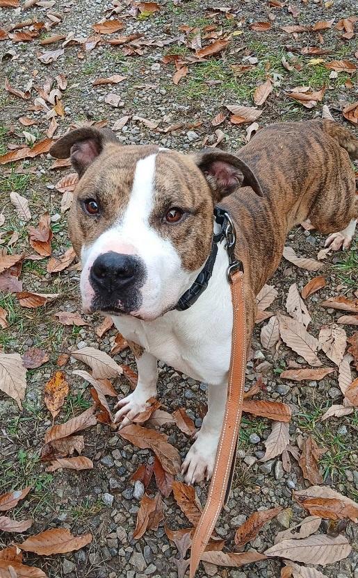 Enlarge PHANTOM, a ADOPTABLE Terrier in Pegram, TN image 5/6