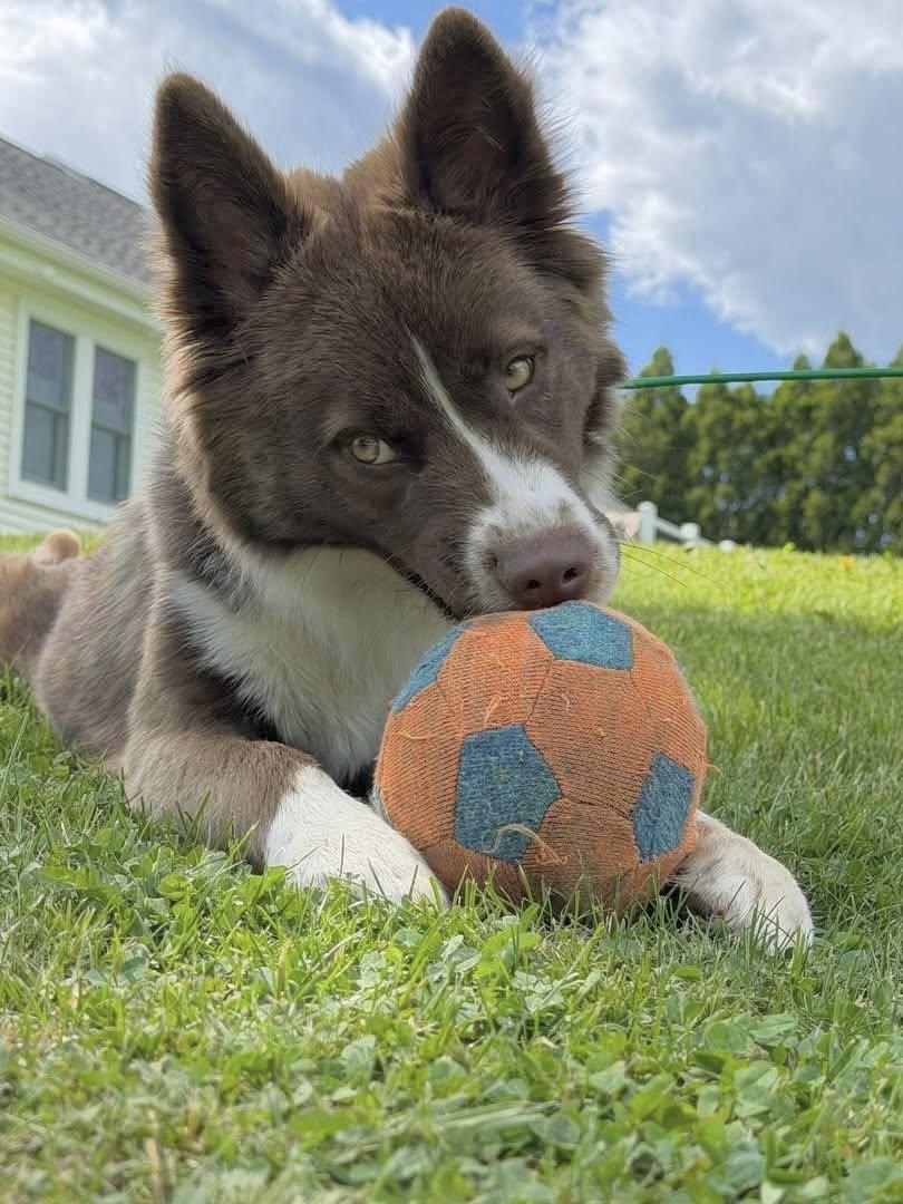 Bruno, a ADOPTABLE Mixed Breed in Kennebunk , ME image 3/5