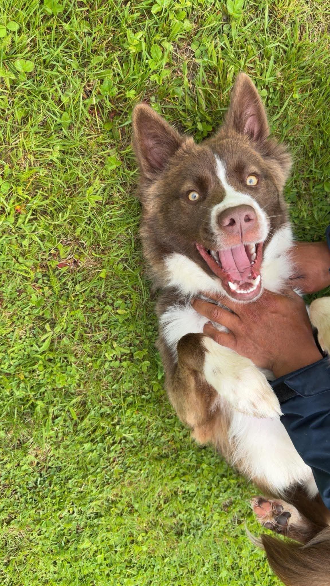 Bruno, a ADOPTABLE Mixed Breed in Kennebunk , ME image 2/5
