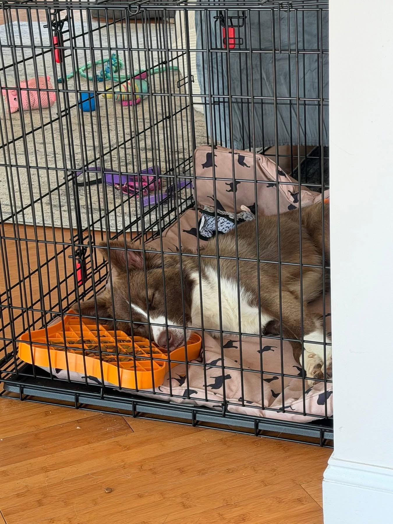 Bruno, a ADOPTABLE Mixed Breed in Kennebunk , ME image 4/5