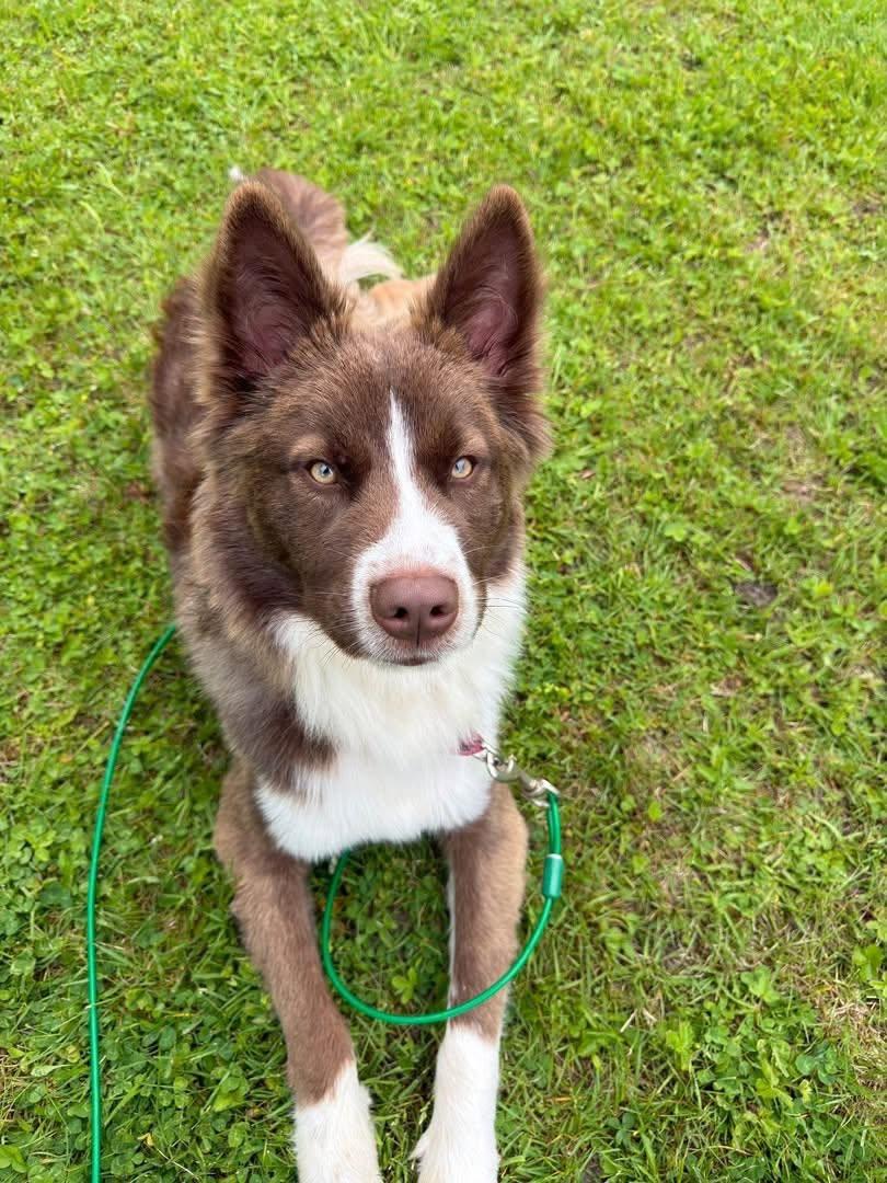Bruno, a ADOPTABLE Mixed Breed in Kennebunk , ME image 1/5