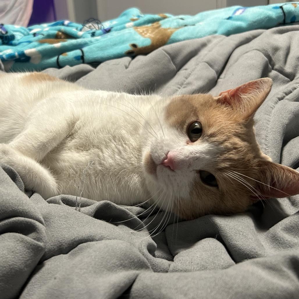 Butterscotch, Adoptable, Adult Male Domestic Short Hair.