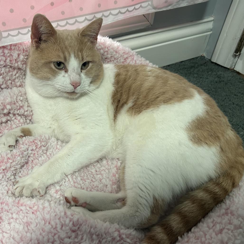 Enlarge Butterscotch, a Adoptable Domestic Short Hair in La Grange, KY image 2/2