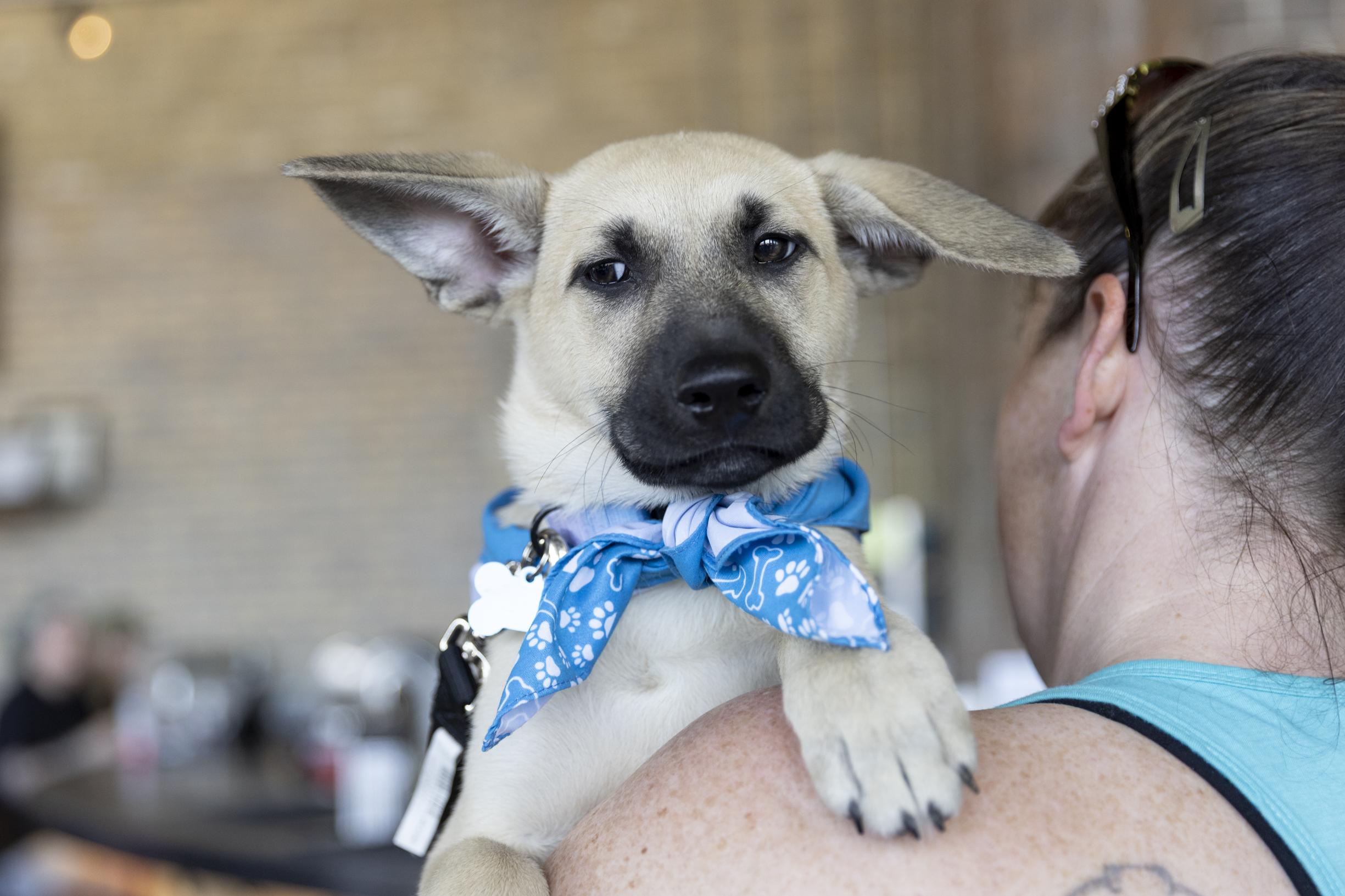 Denver, Adoptable, Puppy Male Retriever & Mixed Breed.