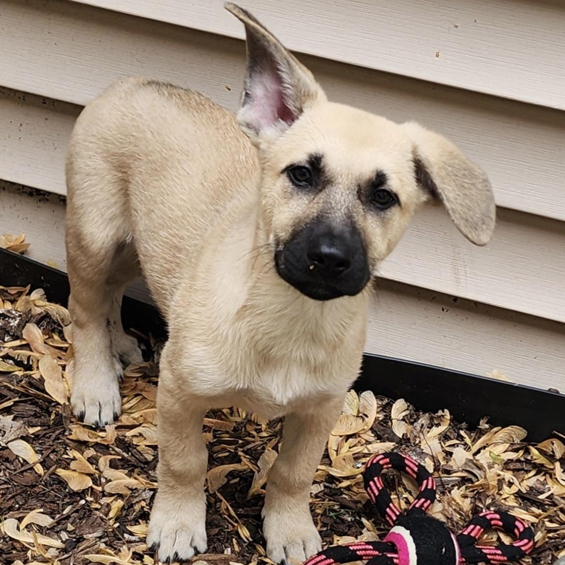Denver, a Adoptable mixed breed in Minneapolis, MN image 1/6