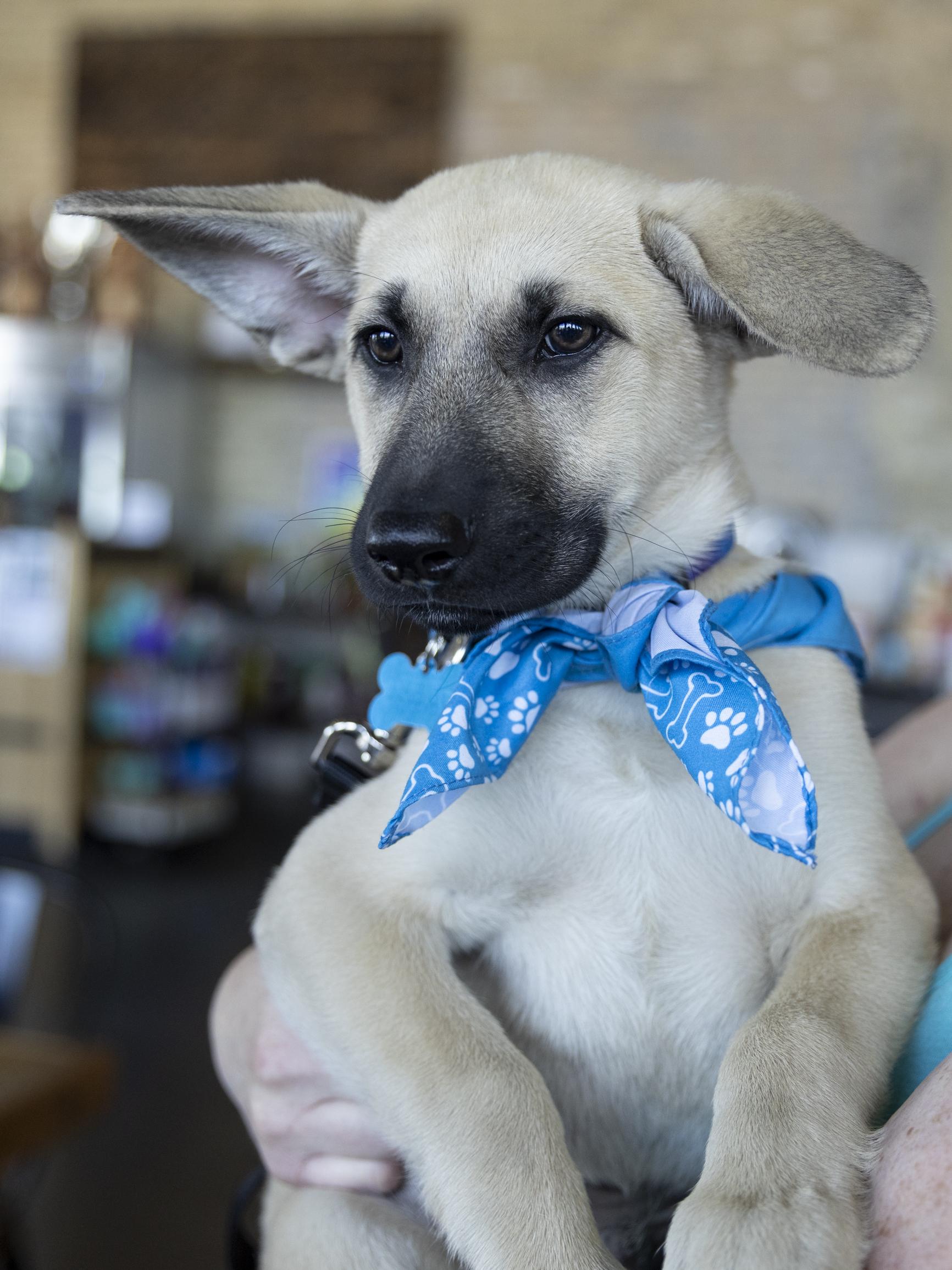Denver, a Adoptable mixed breed in Minneapolis, MN image 4/6