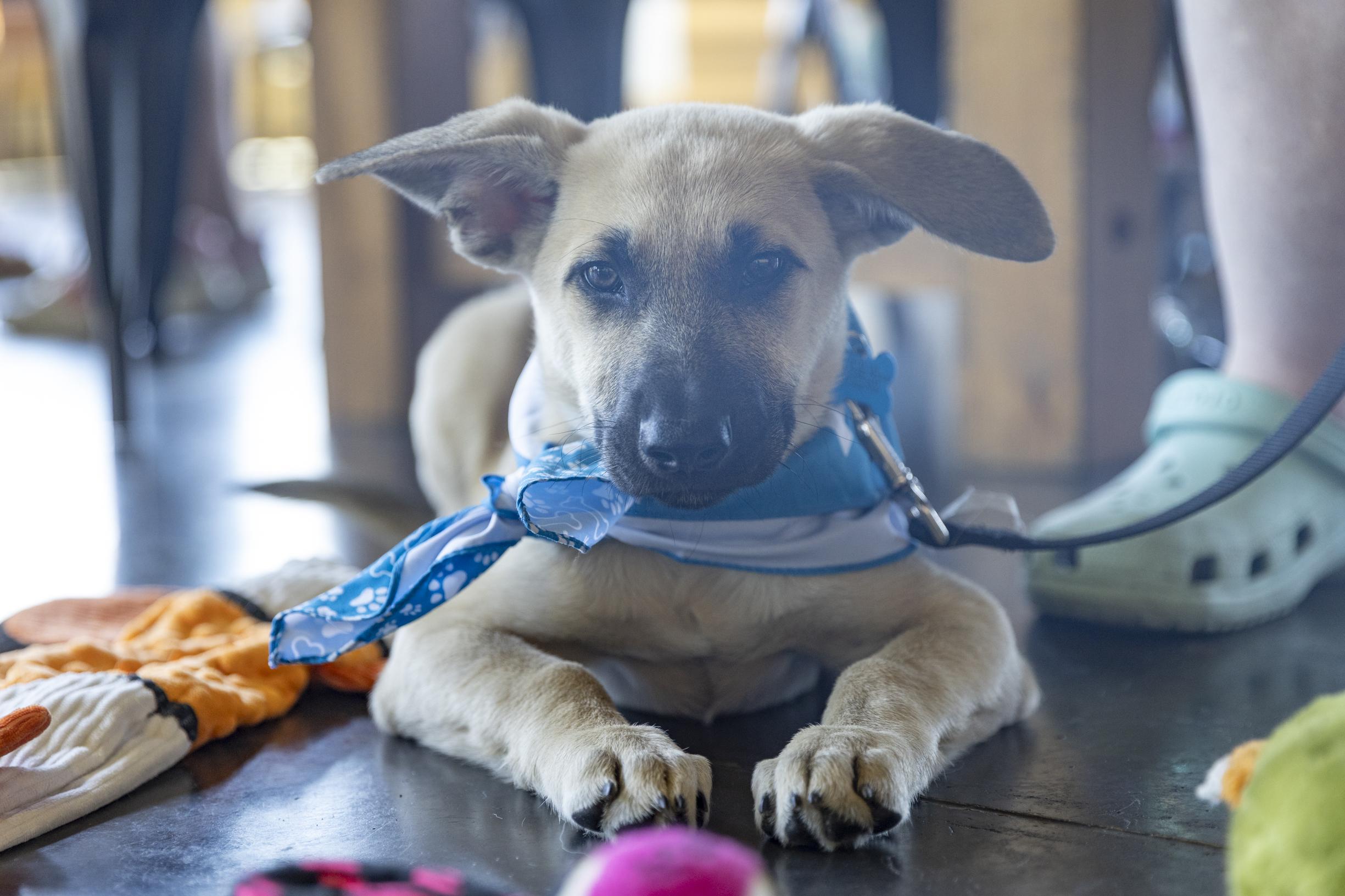 Denver, a Adoptable mixed breed in Minneapolis, MN image 3/6