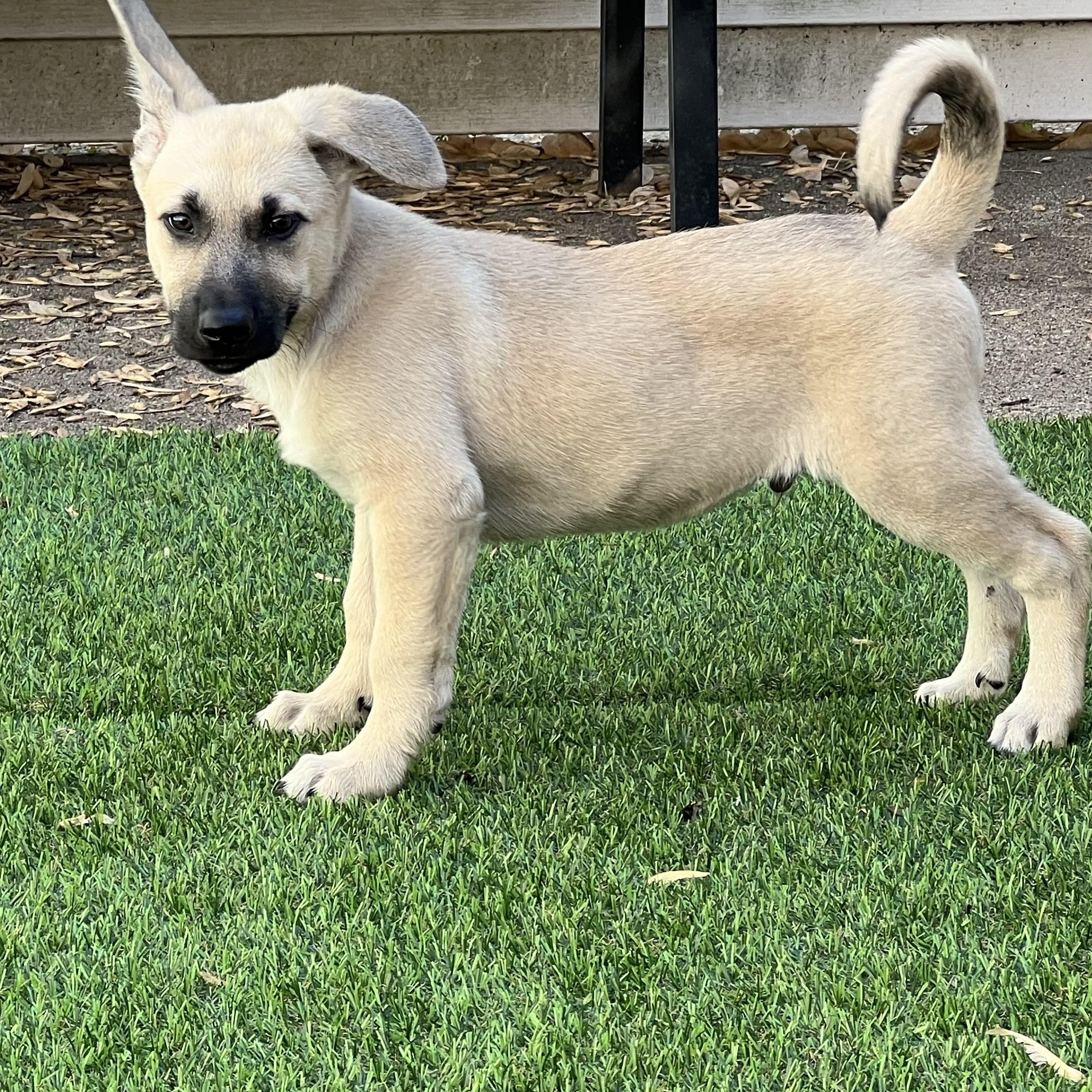Denver, a Adoptable mixed breed in Minneapolis, MN image 6/6