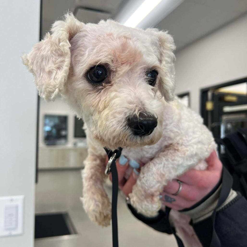Enlarge Ebony, a Adoptable Bichon Frise in St. Charles, IL image 2/6