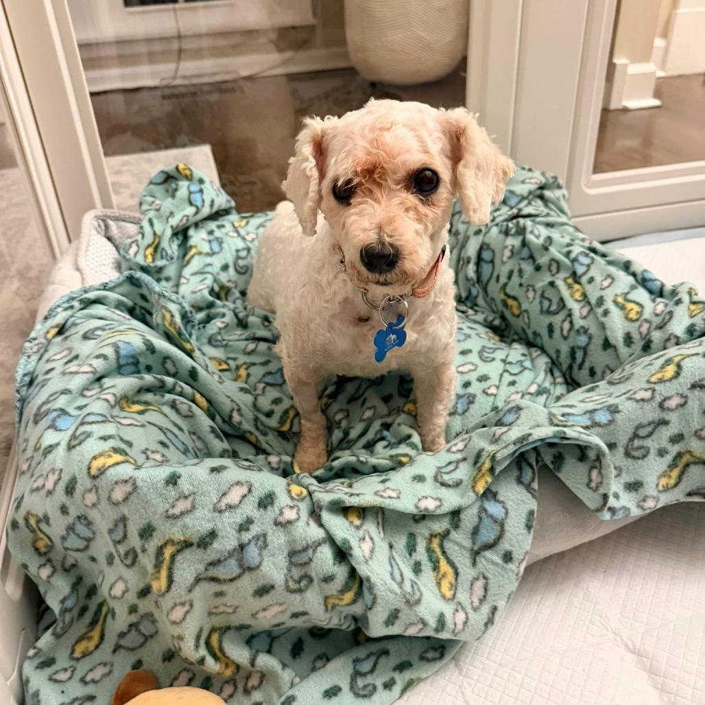 Enlarge Ebony, a Adoptable Bichon Frise in St. Charles, IL image 3/6