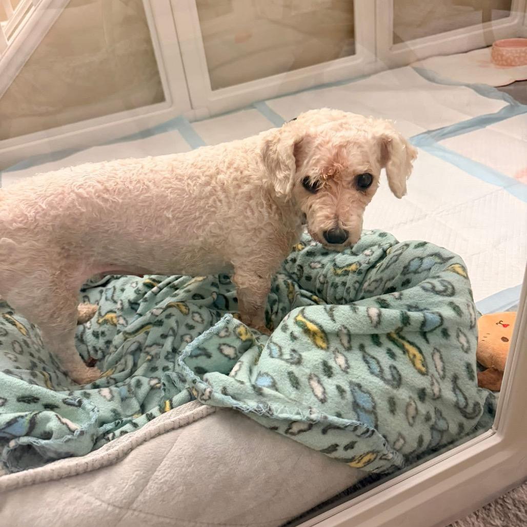 Enlarge Ebony, a Adoptable Bichon Frise in St. Charles, IL image 4/6