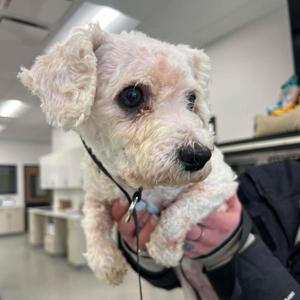 Enlarge Ebony, a Adoptable Bichon Frise in St. Charles, IL image 5/6