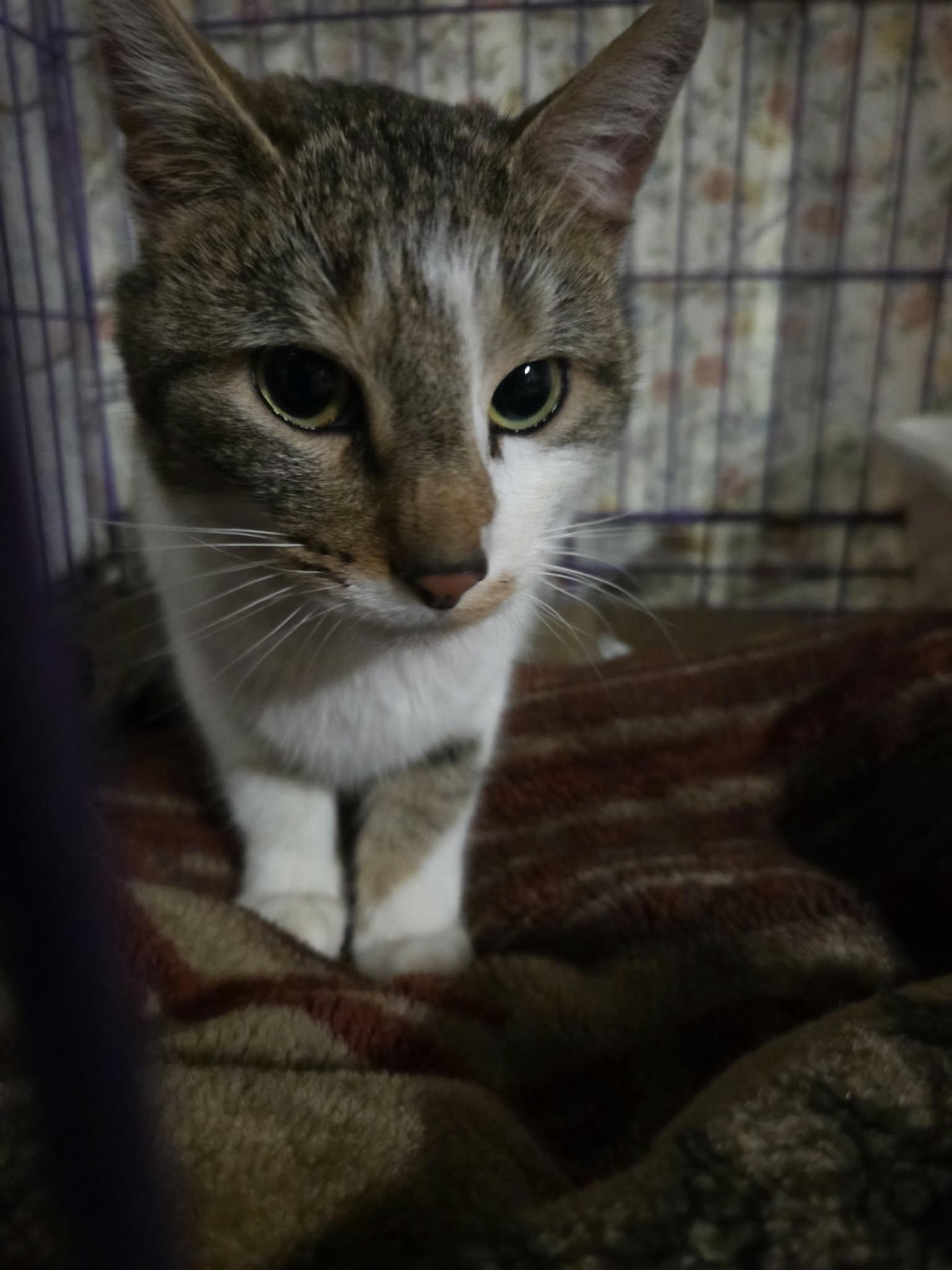 Nova, ADOPTABLE, Adult Female American Shorthair.