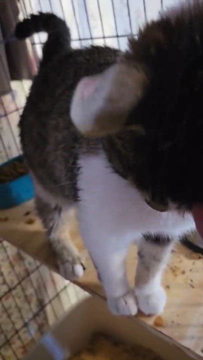Enlarge Nova, a ADOPTABLE American Shorthair in Elmira, NY video 2/2
