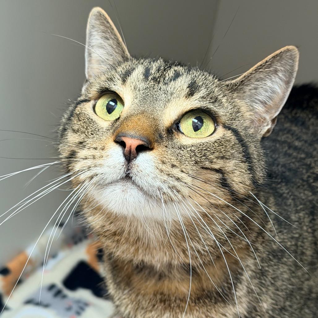 Enlarge Red, a Adoptable Domestic Short Hair in Champaign, IL image 1/5