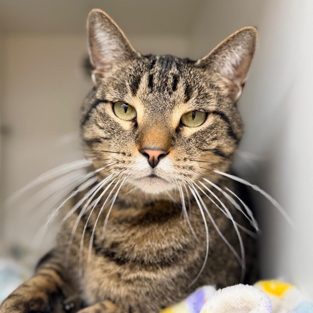 Enlarge Red, a Adoptable Domestic Short Hair in Champaign, IL image 2/5