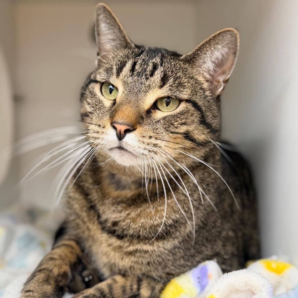 Enlarge Red, a Adoptable Domestic Short Hair in Champaign, IL image 5/5