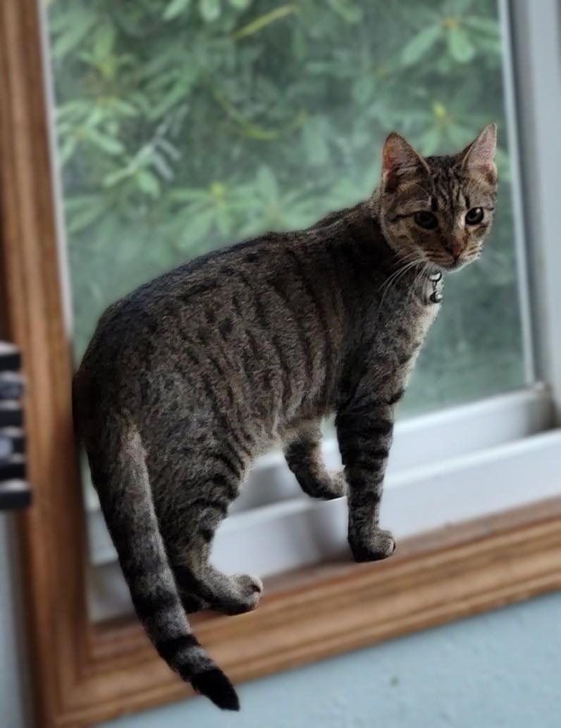 Introducing BUZZ, ADOPTABLE, Adult Male Domestic Short Hair.