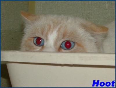 Hoot photo 2